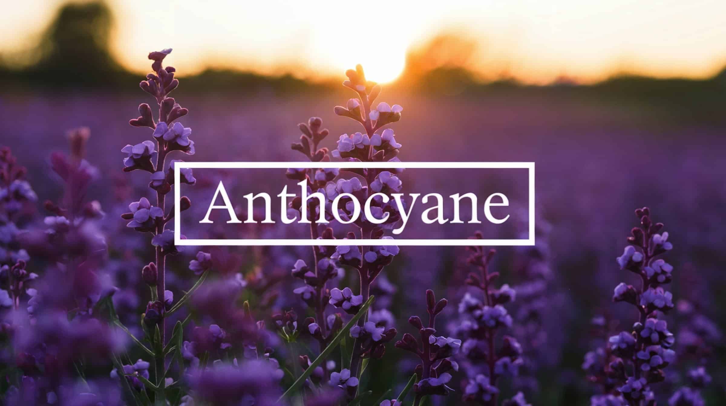 Anthocyane