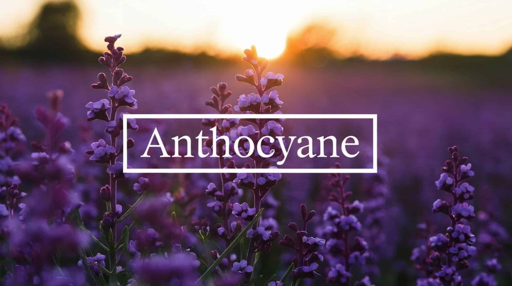 Anthocyane