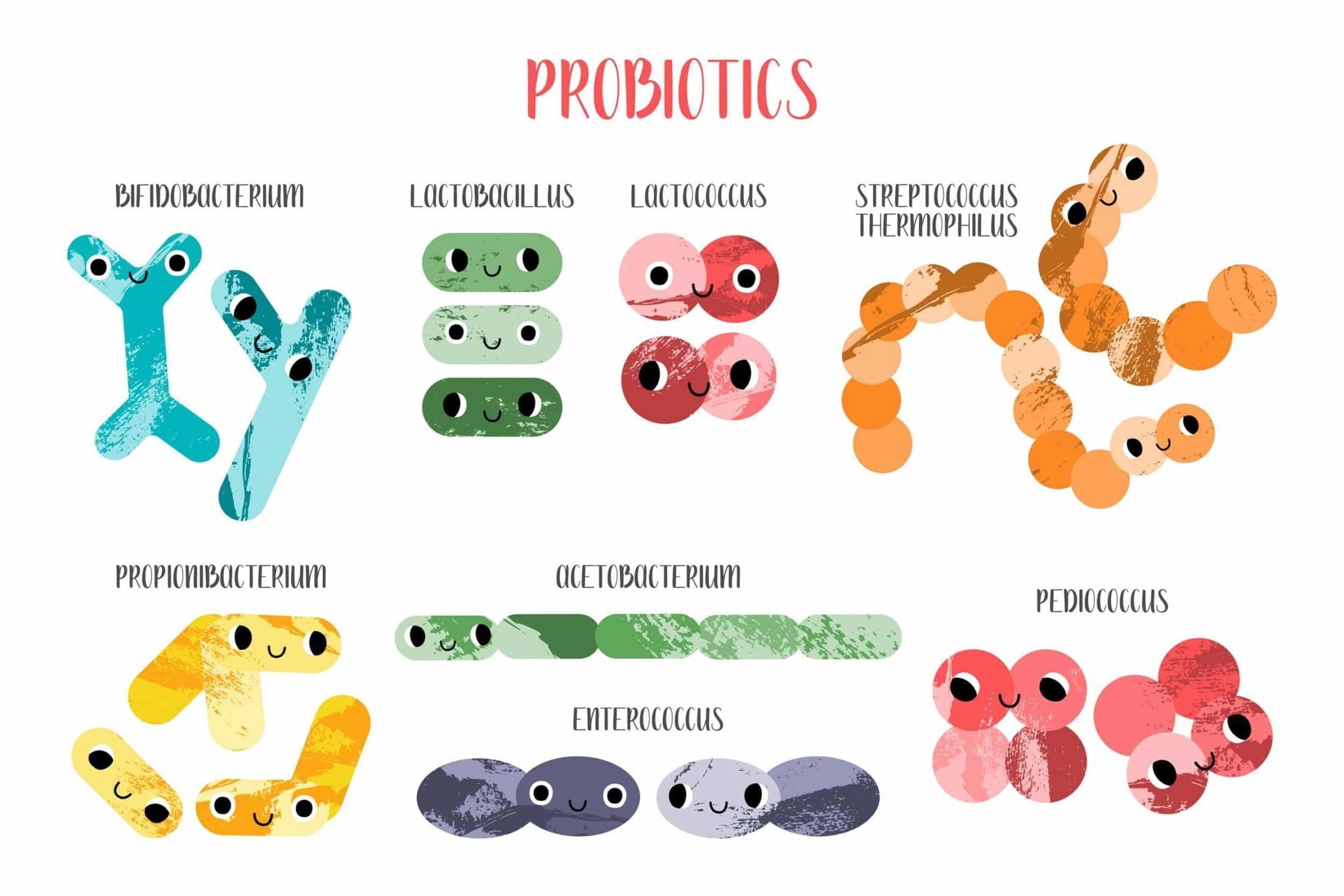 Probiotika, Präbiotika und Synbiotika