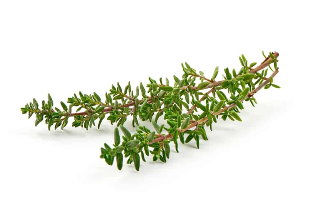 Thymian